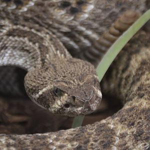 Crotalus atrox atrox