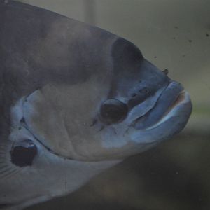 Osphronemus laticlavius