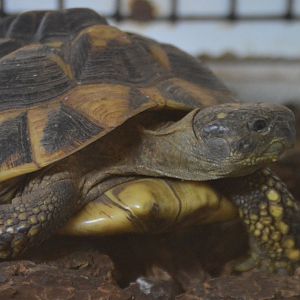 Testudo graeca graeca