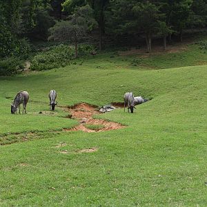 wildebeest in drive-thru