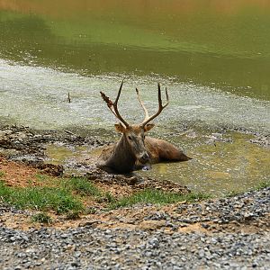 pere davids deer in drive-thru