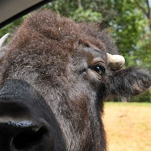 plains bison in drive-thru