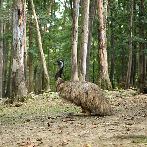 emu in drive-thru