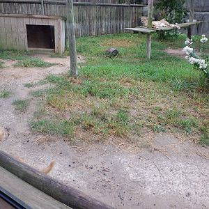 cheetah and dog exhibit
