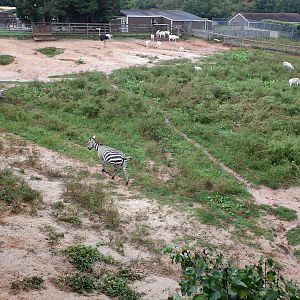 zebra ostrich addax exhibit