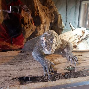 worlds smallest komodo dragon exhibit