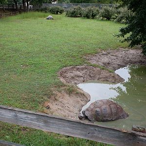 galapagos tortoise exhibit