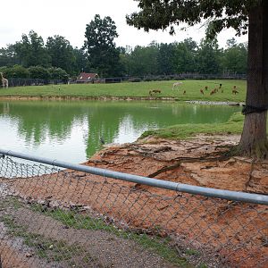 giraffe bongo kudu crane exhibit