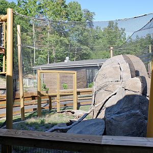 black footed cat (outdoor exhibit)