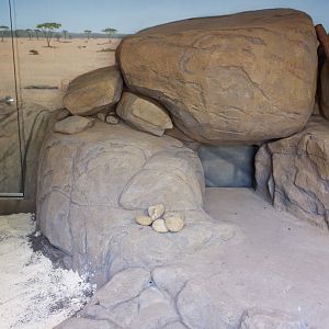 black footed cat (indoor exhibit)