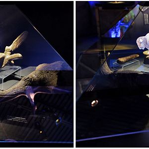 innovative fossil display