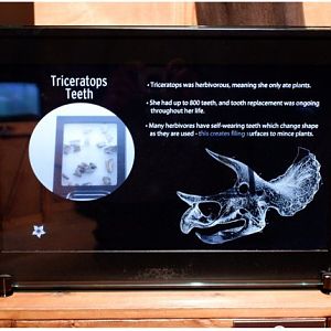 dinosaur teeth display (innovative)