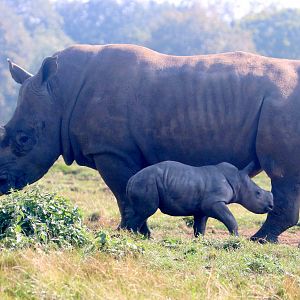 White rhinoceros with calf; Whipsnade; 22nd September 2021