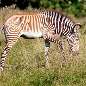 Grevy's zebra foal; Whipsnade; 22nd September 2021