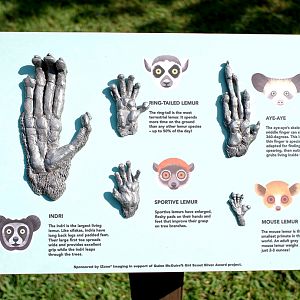 lemur hand display