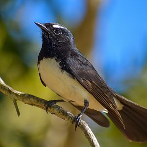Willie Wagtail (Rhipidura leucophrys)