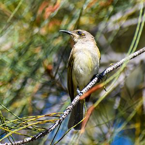 Brown Honeyeater (Lichmera indistincta)