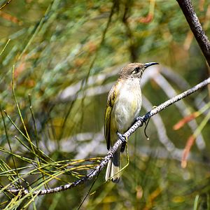 Brown Honeyeater (Lichmera indistincta)