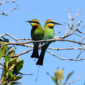 Rainbow Bee-eaters (Merops ornatus)