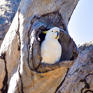 Sulphur-crested Cockatoo (Cacatua galerita)