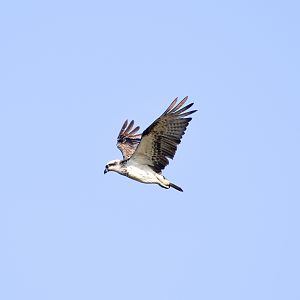 Eastern Osprey (Pandion cristatus)