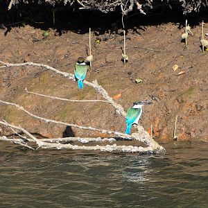 Torresian Kingfishers (Todiramphus sordidus)