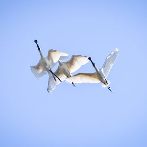 Royal Spoonbills (Platalea regia)