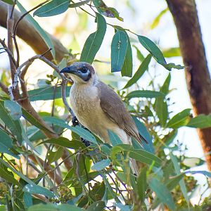 Little Friarbird (Philemon citreogularis)