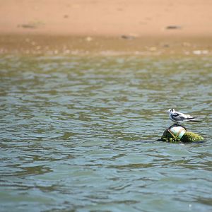 Black tern - (Lagune de Khnifiss)