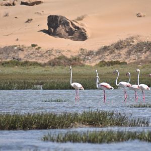 Greater flamingo - (Lagune de Khnifiss)