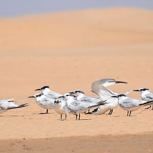 Sandwich tern - (Lagune de Khnifiss)