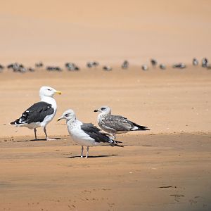 Great black-backed gull - (Lagune de Khnifiss)