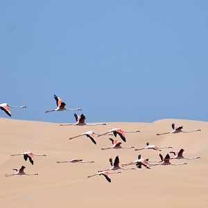 Greater flamingo - (Lagune de Khnifiss)