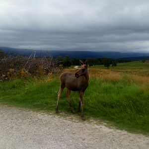 Young European Elk 6/9/21
