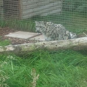 Snow Leopard 6/9/21