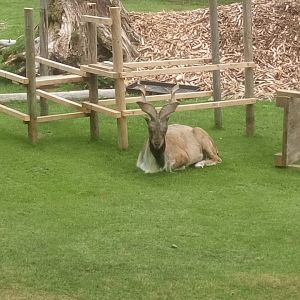 Markhor 6/9/21