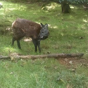 Siberian Musk Deer 7/9/21
