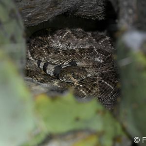 western diamondback
