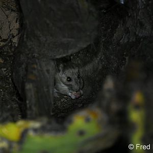 white throated woodrat (pack rat)