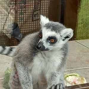 Ring-tailed Lemur