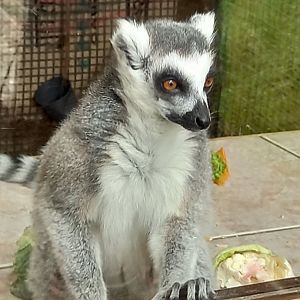 Ring-tailed Lemur