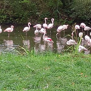 Greater Flamingos
