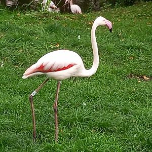 Greater Flamingo