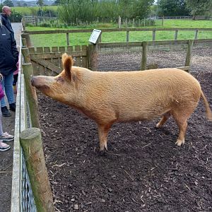 Tamworth Pig