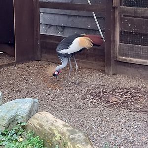 Grey Crowned Crane