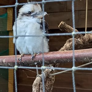 Kookaburra