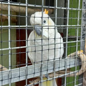 Cockatoo