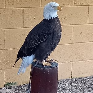 Bald Eagle