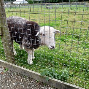 Herdwick Sheep
