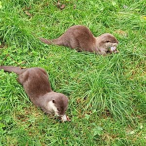 Asian Small-clawed Otters